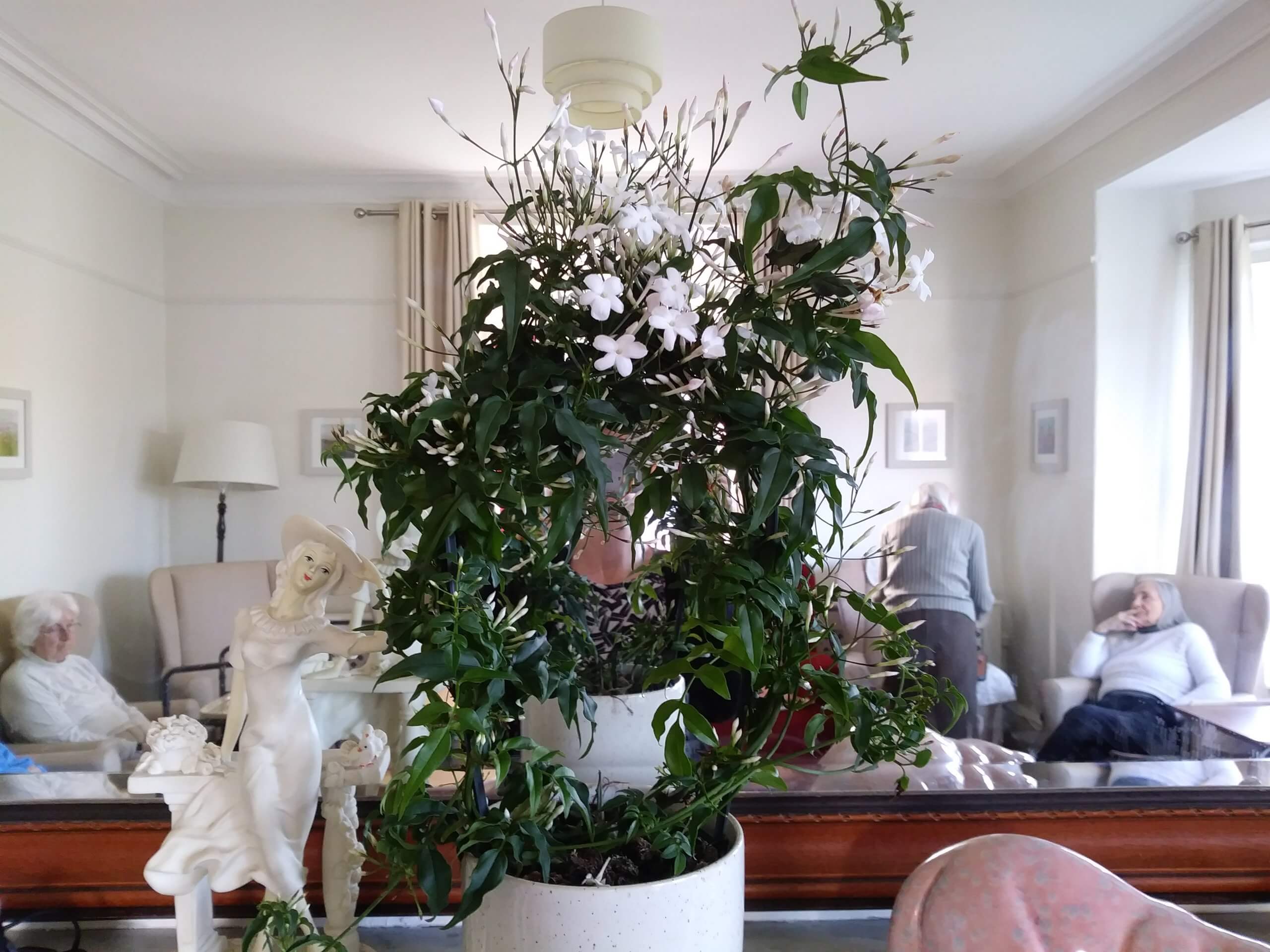 Kent House Plant donated from Waitrose. 2 Stonehaven Residential