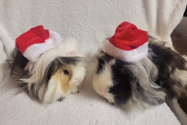 Chollacott House - Christmas Guinea Pigs
