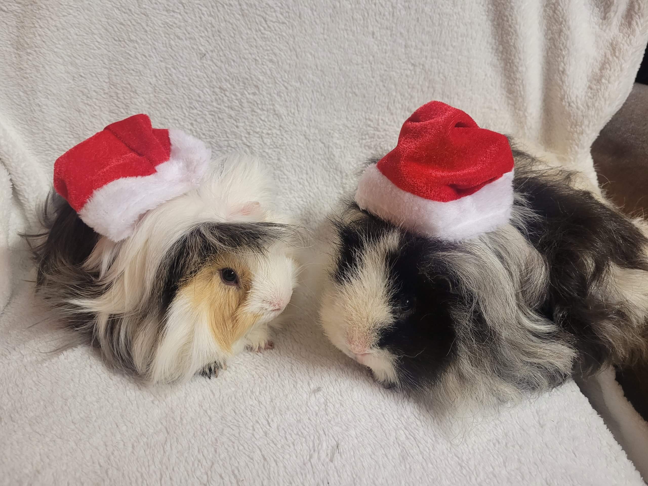 Xmas guinea sale pig