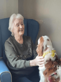 Merline the therapy dog